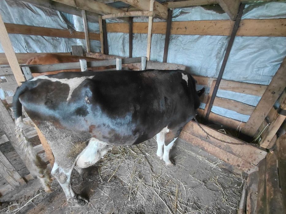 Корова продается