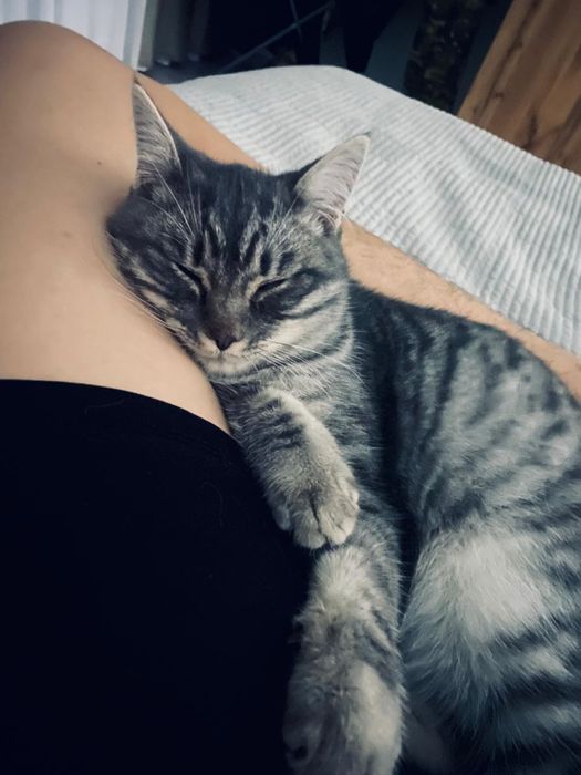 Кошка лет:5 месяцов