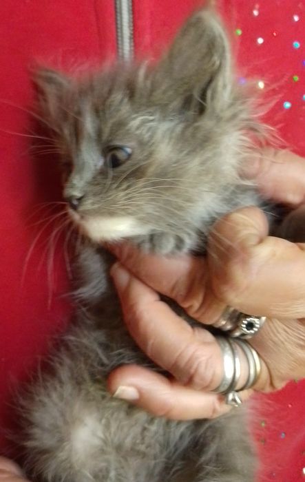 Котёнок - серый пушистый, возраст 1 мес.