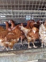 Куры родонит