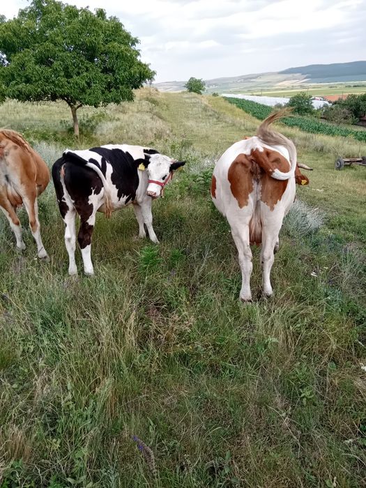 Vand vitaua de tinut