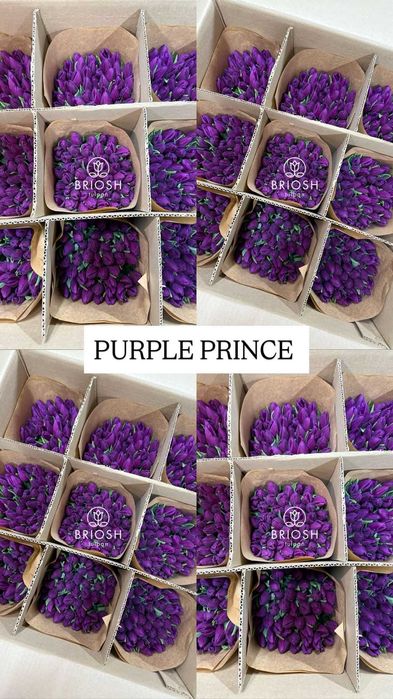 Тюльпаны предзаказ