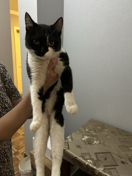 Отдам котенка в добрые руки.