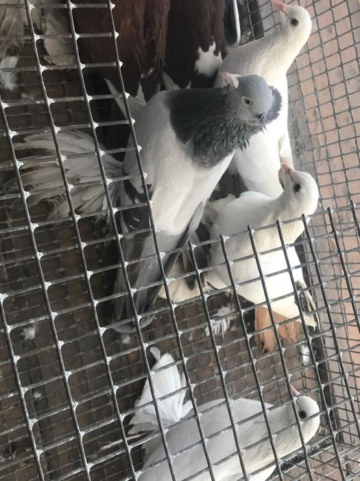 Продам голубей персы