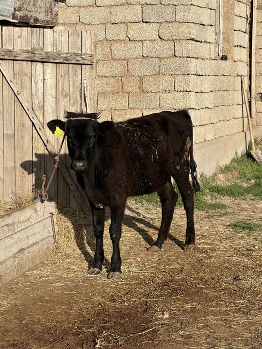 Бұзау сатылады Шымкент срочно