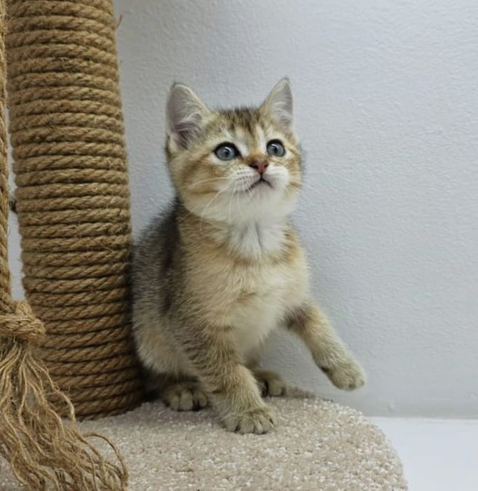 Шотландские котята