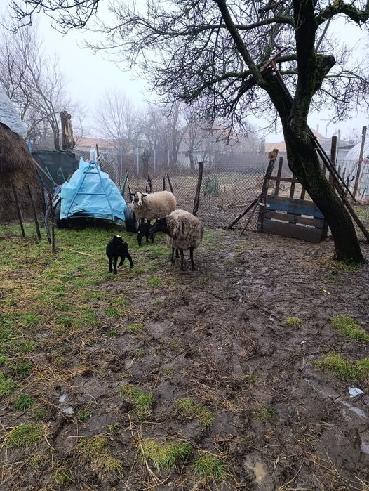 Vând oi de rasa Romanov