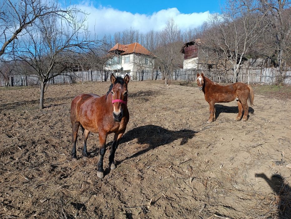 Cal și iapă,  de vânzare
