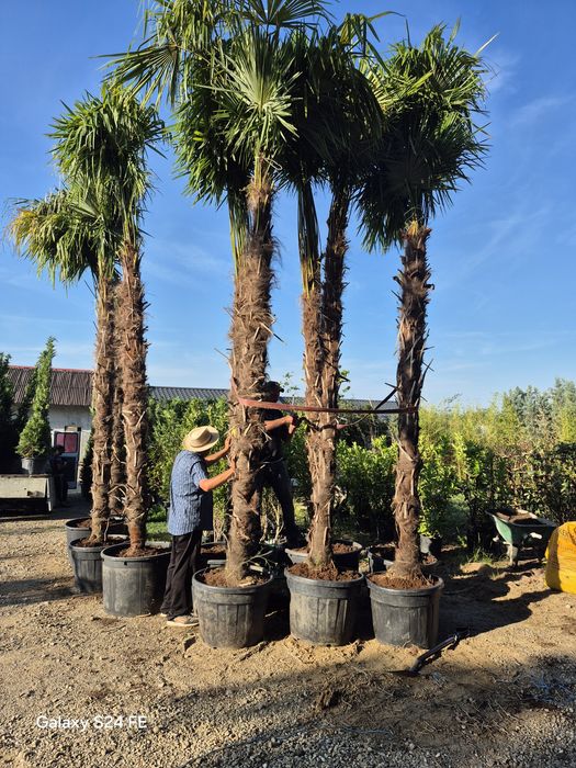 Tuia leilandii chipaross