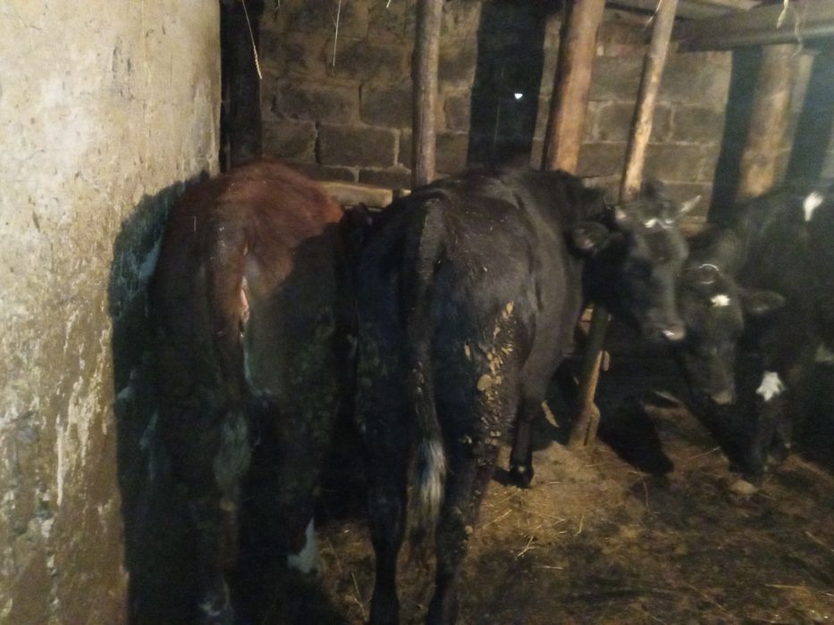 Продам 5 телочек