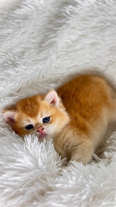 Британские золотые шиншиллы