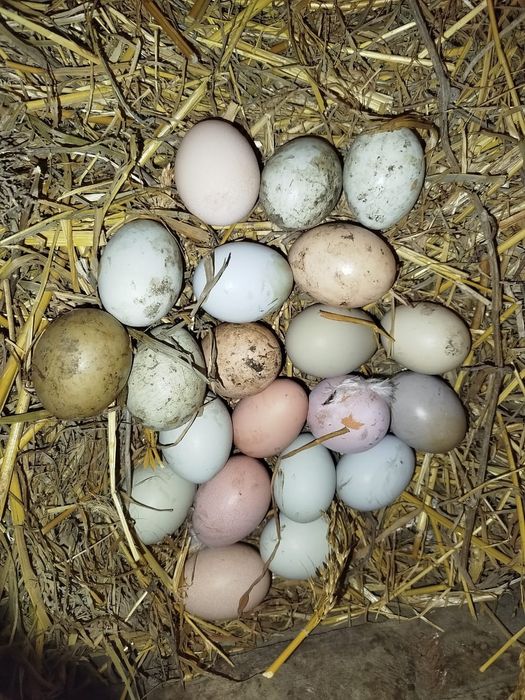 Яйца для инкубатора