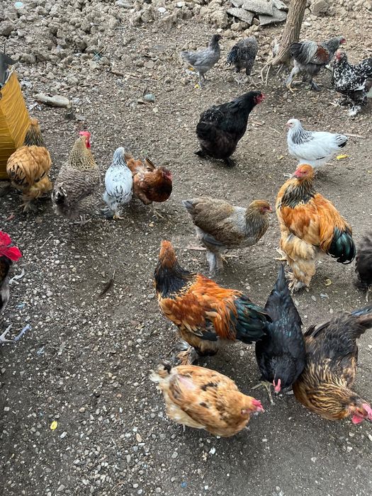 Găini și Cocoși Brahma + Australorp – Exemplare foarte frumoase