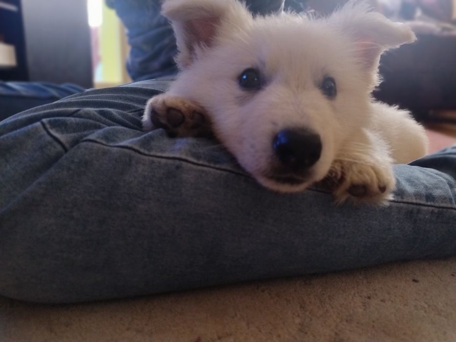 Ciobanesc Elvețian -lup alb Berger Blanc Suisse