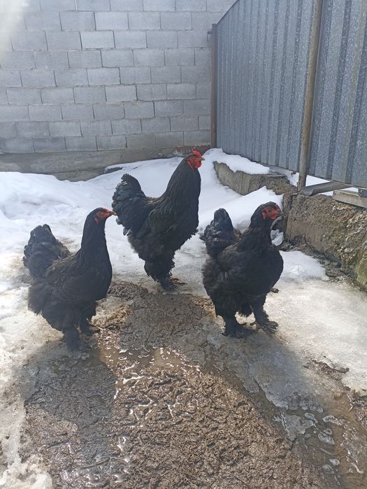 Семейка Черной брамы