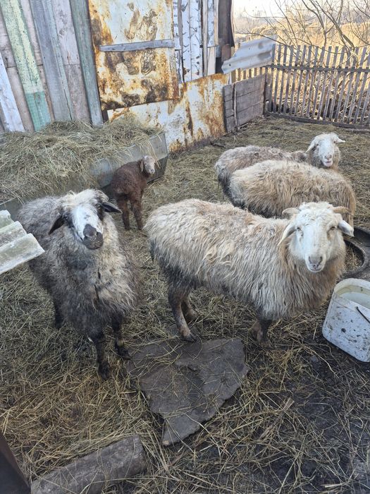 Продам баранов!!
