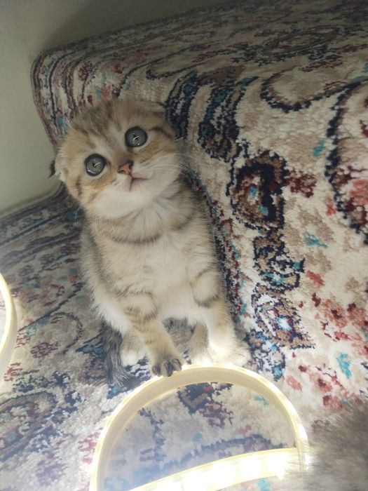 Shinshila mushukchalar sotiladi