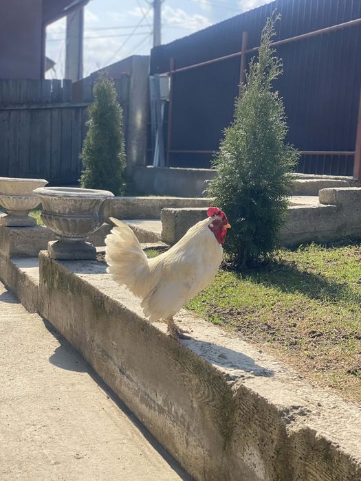 Vând ouă pentru incubat, găini americane