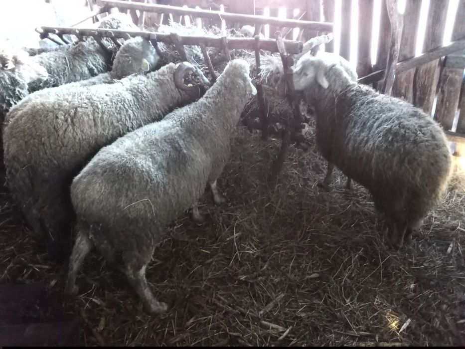 Vând oi cu miei cele din poză