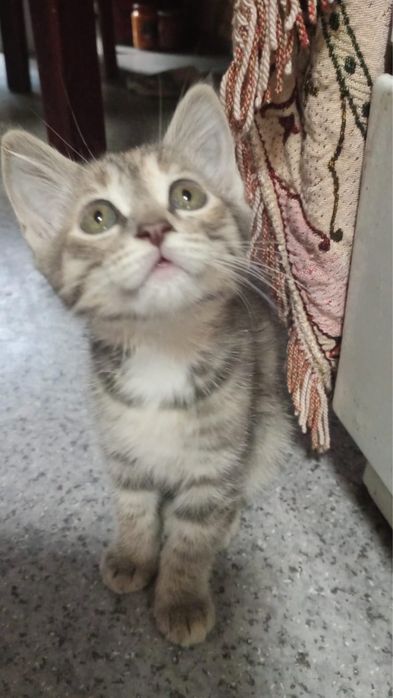 Отдам котят в добрые руки. Девочки