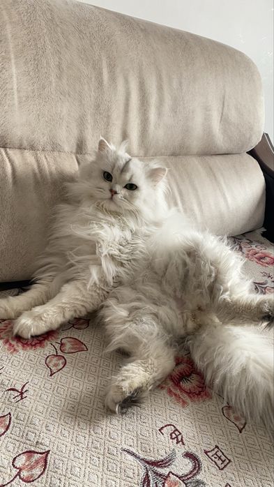 Дам кот длиннашорстый шиншилла