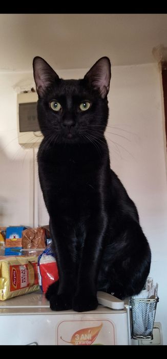 Pisica spre adopție!