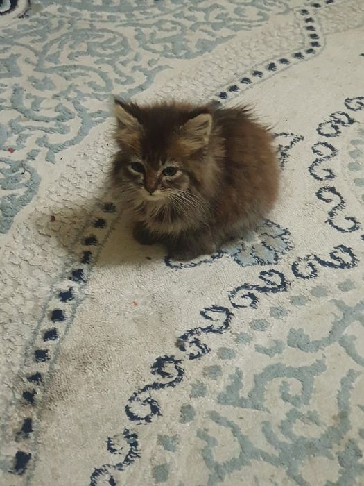 Срочно отдадим котёнка