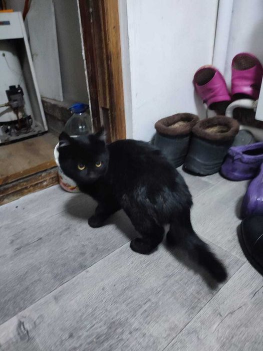 Отдам милых котят