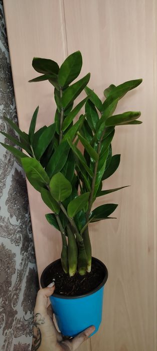 Продам красивые комнатные растения