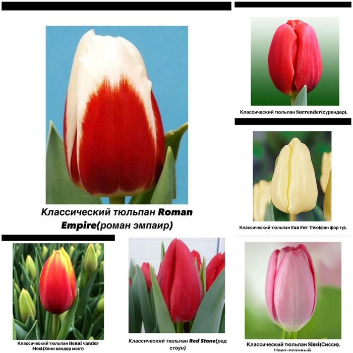 Тюльпаны к 8 марта. Оптом и в розницу