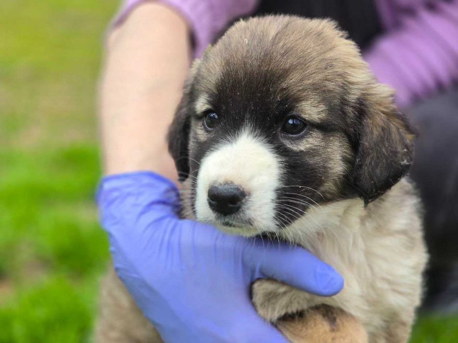 Щенок, девочка, 2 месяца