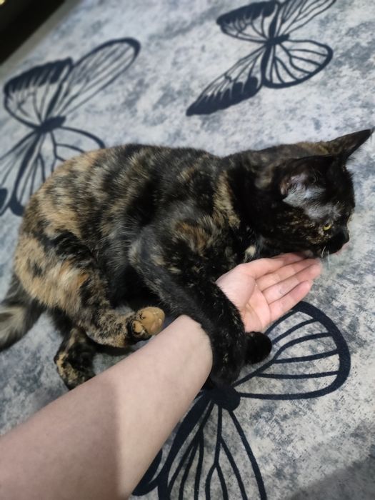 Животные кошка девочка