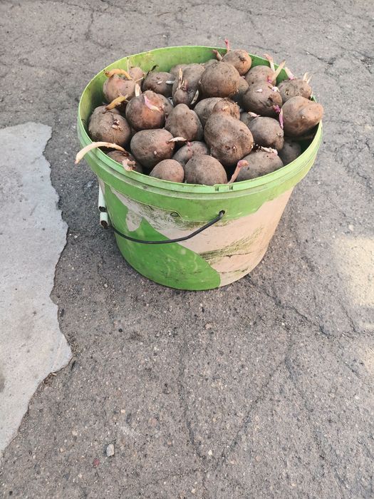 Продам семянной картофель