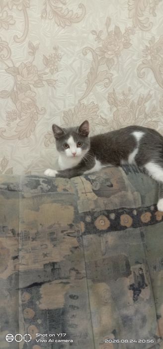 Отдам в хорошие, добрые руки котят!