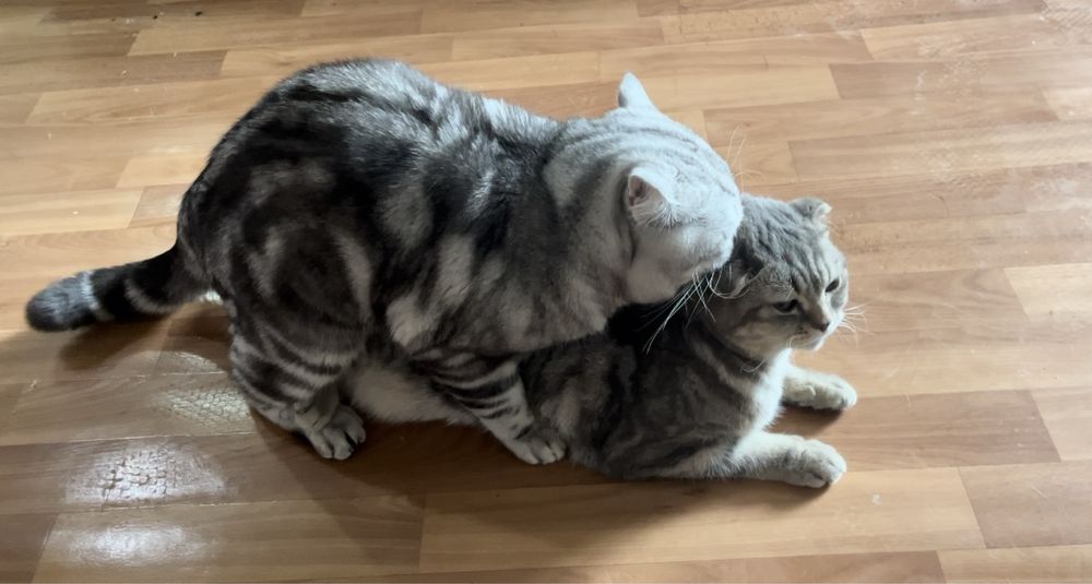 Вязка. Шотландец (скоттиш-страйт)