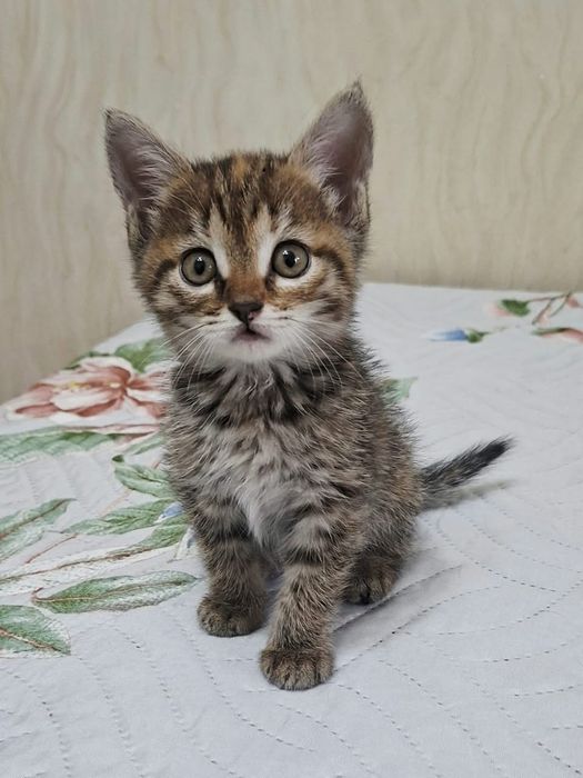 Котенок мальчик 2 месяца в хорошие руки