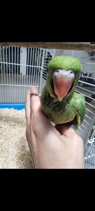 Puiutii de papagali vorbitor micul și marele Alexander