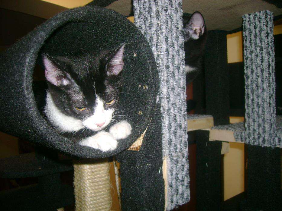 Ansamblu de joaca pentru pisici