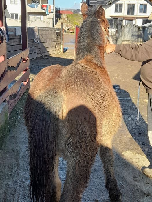 Vând mânz de 6 luni