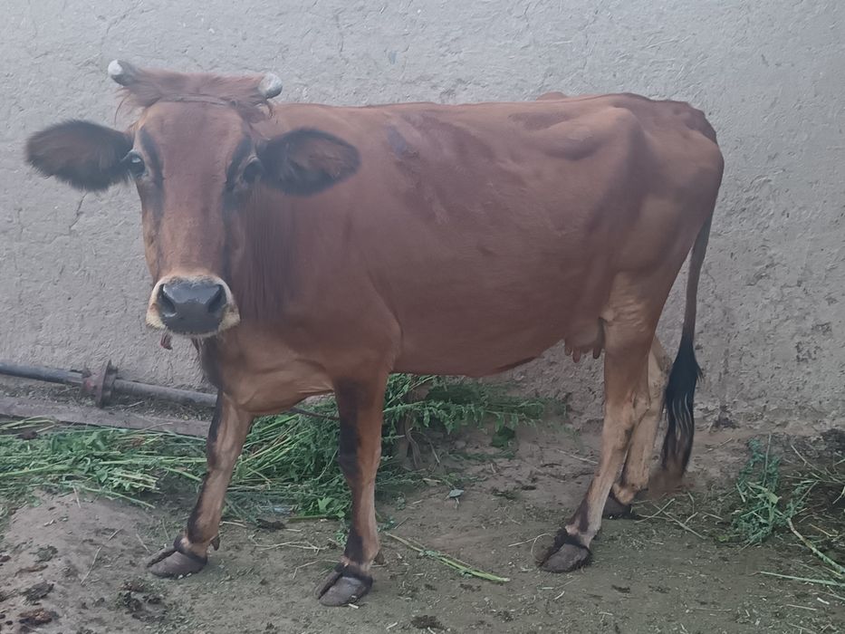Sigir sotiladi buğoz sigir