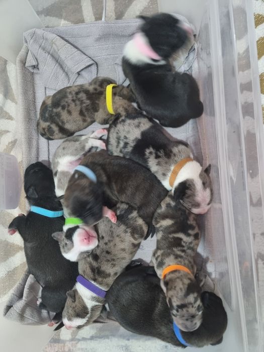 Для брони щенки стаффа