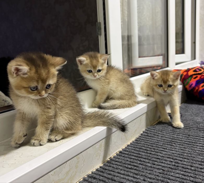 Британские котята