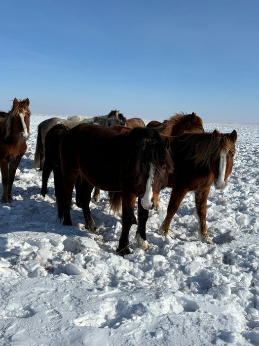 Продам . Жеребца.