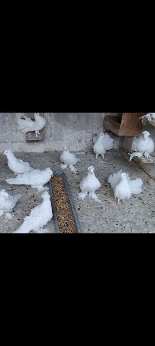 Porumbei creți francezi și gusati de pomerania