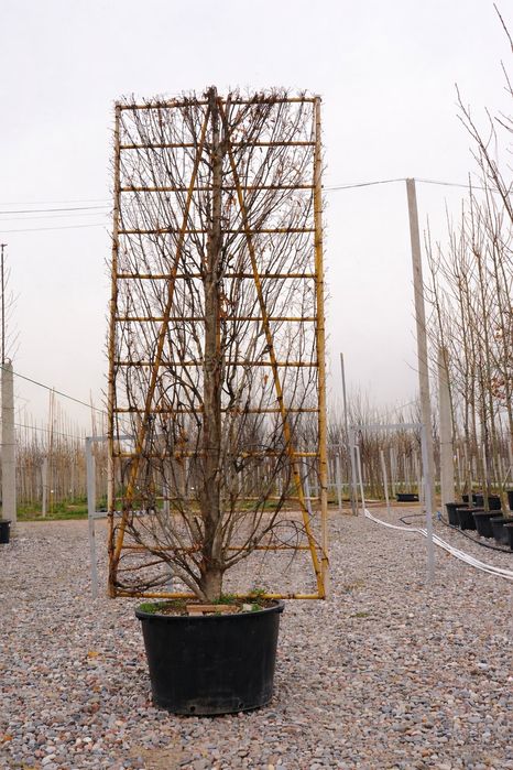 Базовый грунт для уличных растений. Саженцы деревьев, кустарников и др