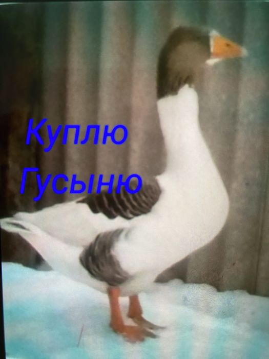 Гусыня гуска чисто домашняя