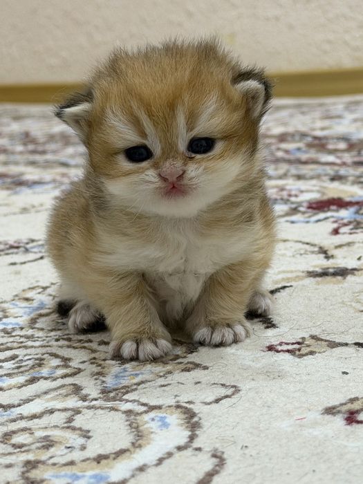 Открылось бронь золотых шиншилл