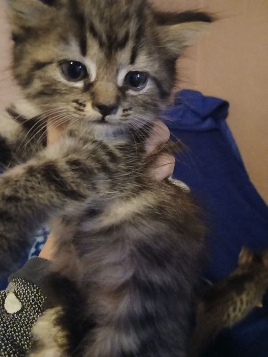 Pisici pt adoptie