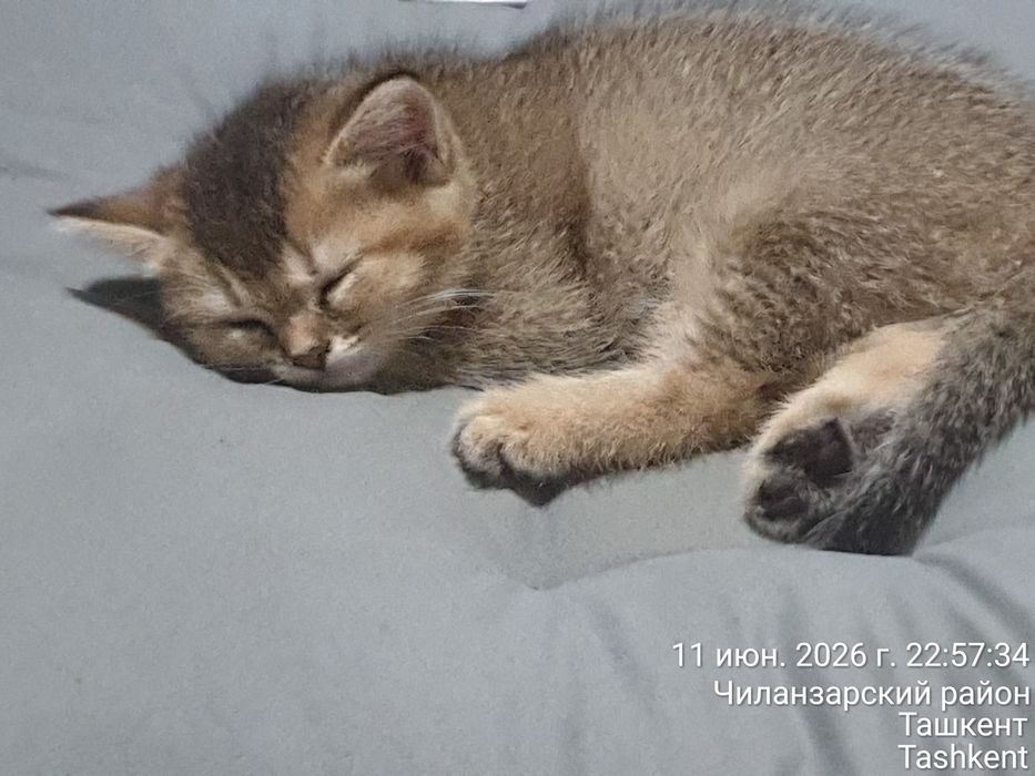 Самый лучший алиментный котёнок Шотландский Скоттиш страйт