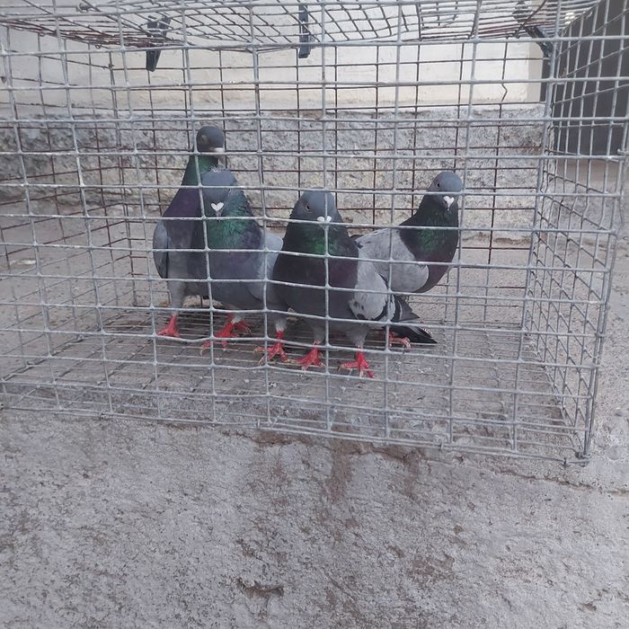 Сизи бакинцы лет с игрой